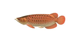 Arowana-0