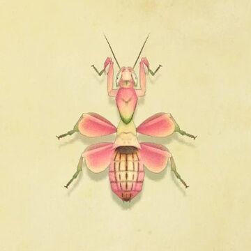 Orchid Mantis Animal Crossing Wiki Fandom