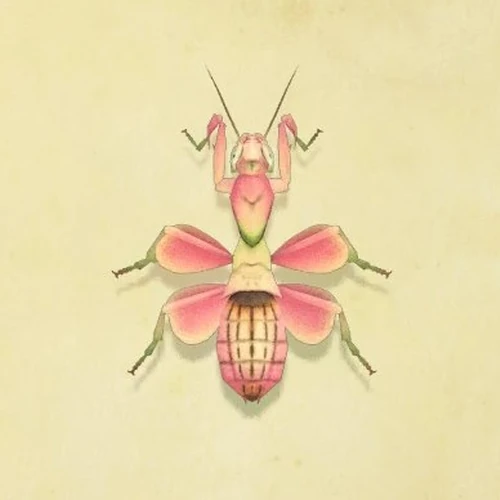 Malaysian Flower Mantis Best Flower Site