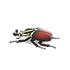 NH-Furniture-Grand goliath beetle model.png