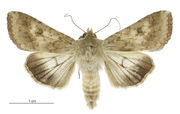 Helicoverpa armigera male