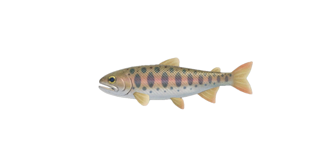 Saumon Masou Animal Crossing Wiki Fandom