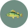 Yellow Perch (City Folk)