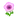 NH-pink windflowers-icon