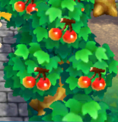 Perfect cherries