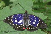 Great purple emperor butterfly