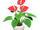 Anthurium plant