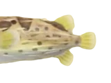 Puffer fish