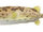 Puffer fish