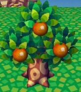 An Orange Tree