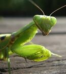 Praying-mantis