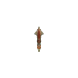 NH-Critterpedia-Firefly squid