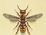 Wasp