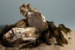 Pearl oyster (deep-sea creature) | Animal Crossing Wiki | Fandom