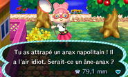 Un joueur ayant attrapé un Anax napolitain dans New Leaf