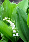 Lily of the Valley