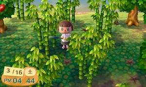 A group of fully grown bamboo.