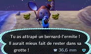 Capture du bernard-l'ermite dans New Leaf
