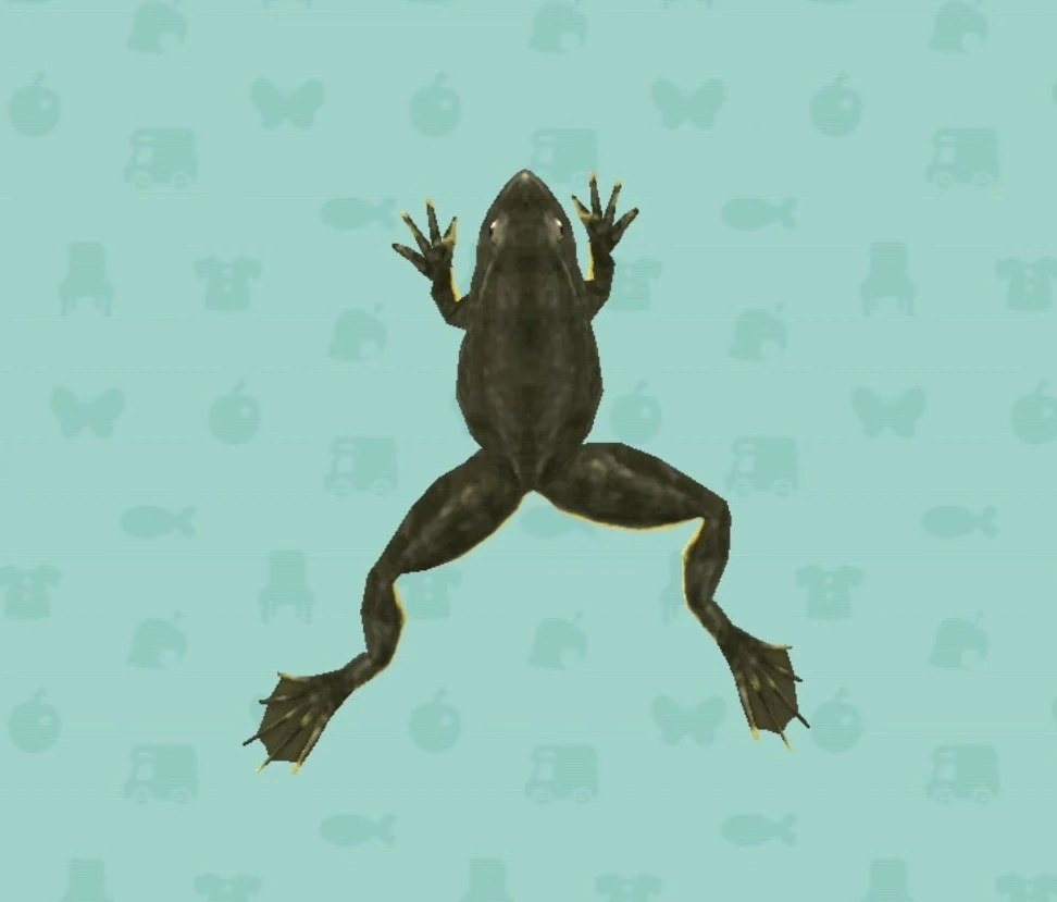 King goliath frog Animal Crossing Wiki Fandom
