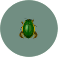 Diving Beetle (City Folk)