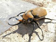 Elephant Beetle