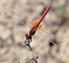 Red dragonfly