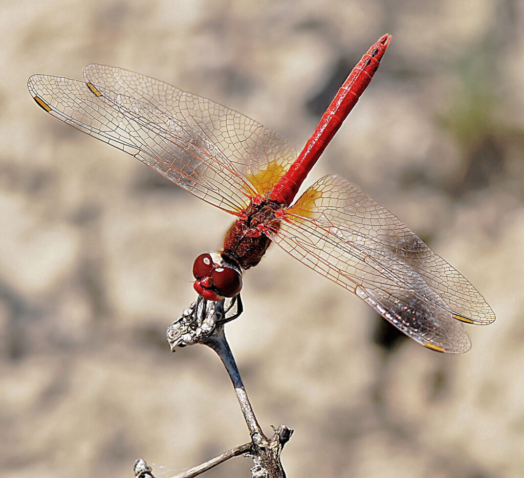 Four-Spotted Skimmer Dragonfly Capri Leggings – 57 Peaks