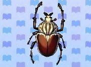 Goliath beetle encyclopedia (New Leaf).. jpg
