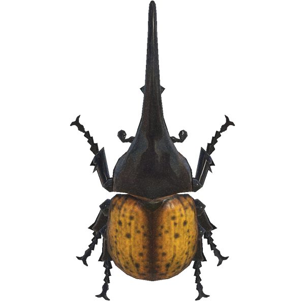 horned hercules beetle