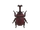 Scarabée kabuto