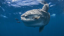 Sunfish