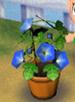 The Morning Glory