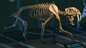 Sabertooth Tiger