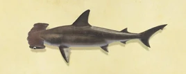 Hammerhead-Shark-Critterpedia