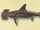 Hammerhead shark