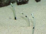 Real spotted garden eel