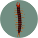 Centipede (City Folk).png
