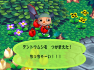 Un joueur ayant attrapé une coccinelle dans Animal Forest