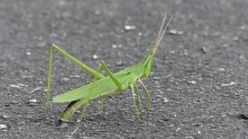 Longheaded locust