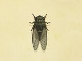 Walker cicada