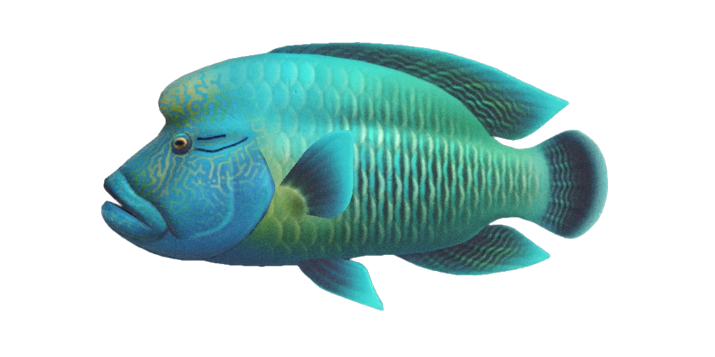 Napoléon (poisson) Animal Crossing Wiki Fandom