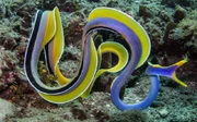 A real-life ribbon eel