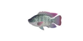 NH-Poisson-Tilapia