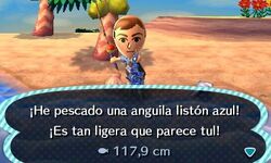 Anguila Liston Azul Animal Crossing Enciclopedia Fandom Anguila Liston Azul Animal Crossing Enciclopedia Fandom