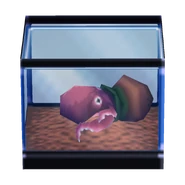 Poulpe e aquarium.png (271 kio) L'aquarium du poulpe dans Dōbutsu no Mori e+