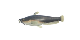 Catfish nh