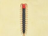 Centipede