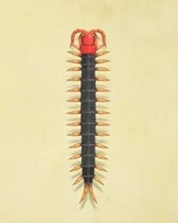 Centipede Animal Crossing Wiki Fandom
