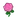NH-pink rose icon