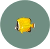 Butterfly Fish (City Folk)